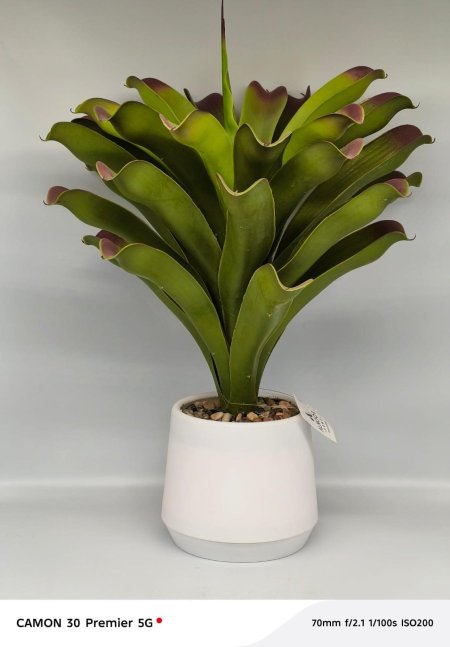 نبتة ديكور صناعية بتصميم عصري وأوراق مميزة 🌿 تفاصيل أنيقة مع أصيص أبيض راقي يضيف لمسة فخامة لأي مكان. جمال طبيعي يدوم بدون عناية أو سقي ✨