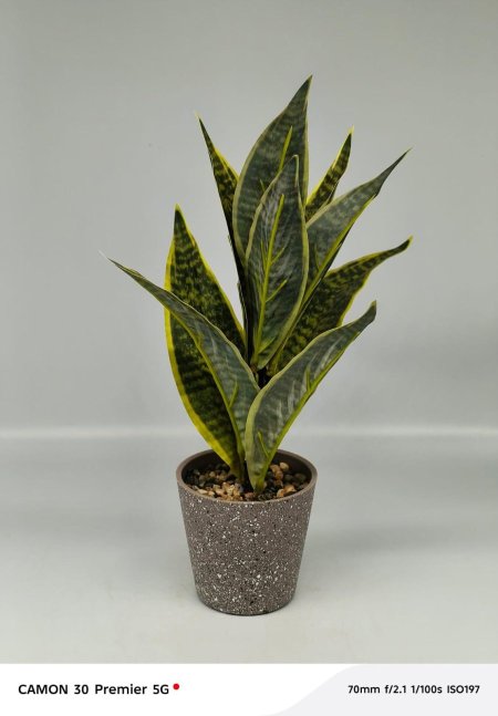 نبتة ديكور صناعية بتصميم أنيق وأوراق مبرقشة 🌿 لمسة خضراء عصرية تضيف حيوية لأي مساحة بدون عناية. مثالية للمكاتب والصالونات بستايل راقي ومرتب ✨