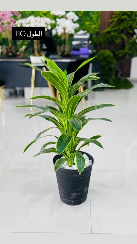 قوارة مع شجرة طول 110