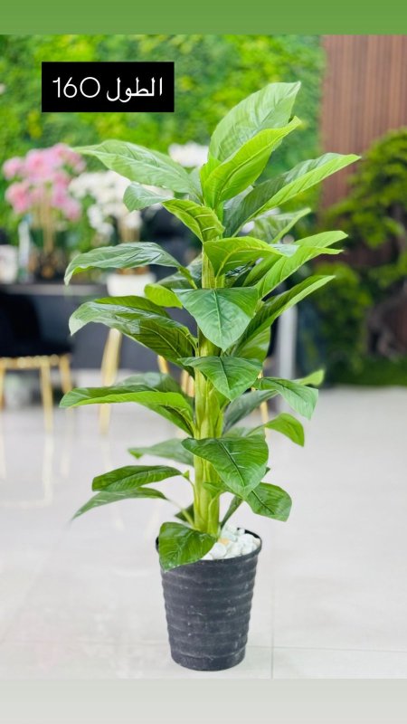 قوارة مع شجرة طول 160