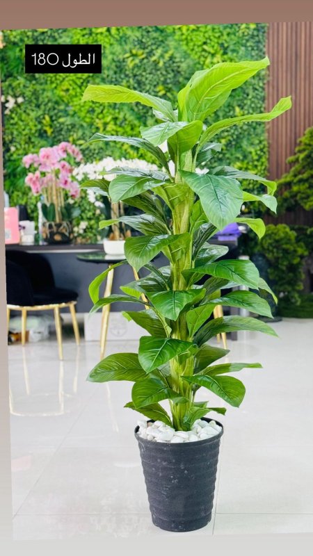 قوارة مع شجرة طول 180