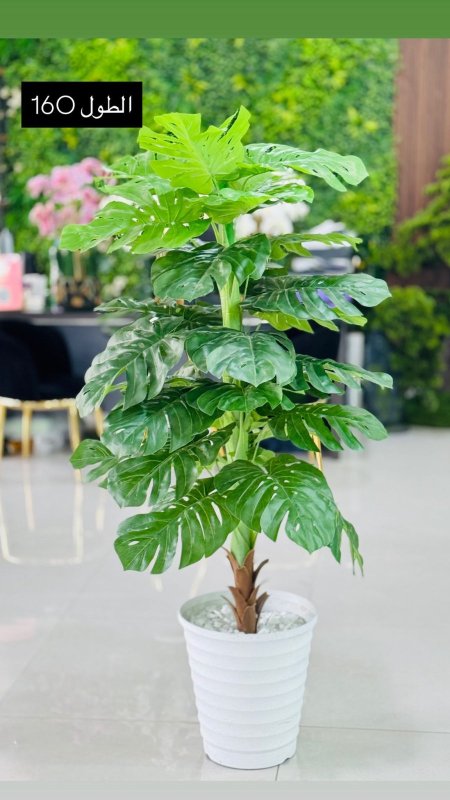 قوارة مع شجرة طول 160