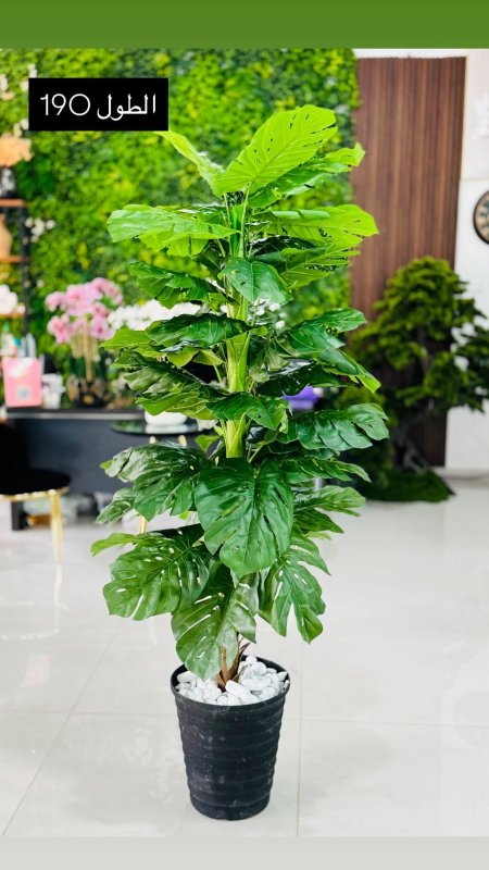 قوارة مع شجرة طول 190