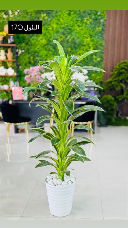 قوارة مع شجرة طول 170