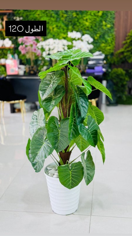 قوارة مع شجرة طول 120