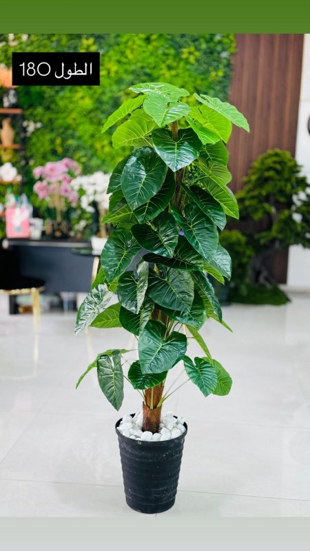 قوارة مع شجرة طول 180