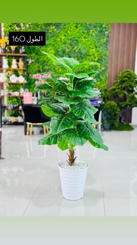 قوارة مع شجرة طول 160