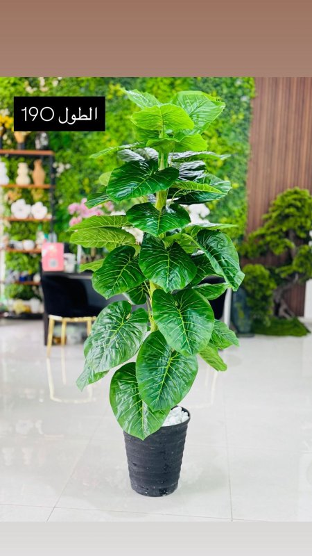 قوارة مع شجرة طول 190